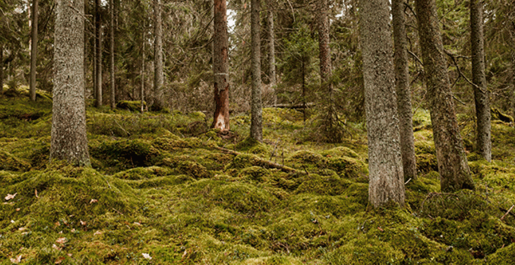 I södra Finland ser det inte ut som vinter, utan mera som höst. Bilden är tagen i januari i en skog i Esbo.