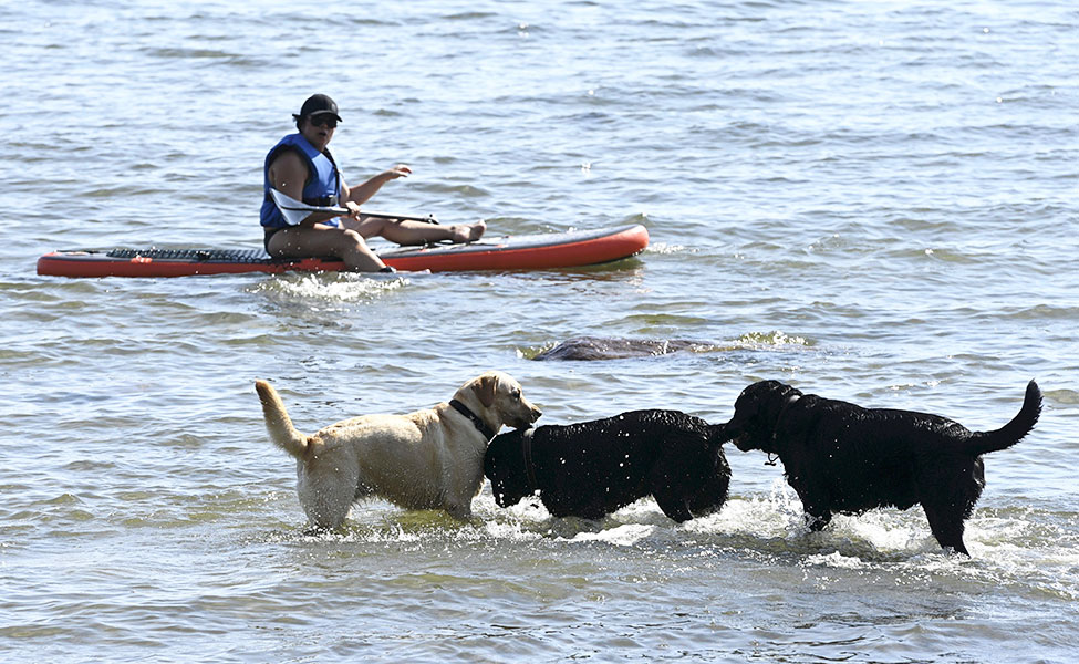 En paddelsurfare, tre hundar, sommar, hav.