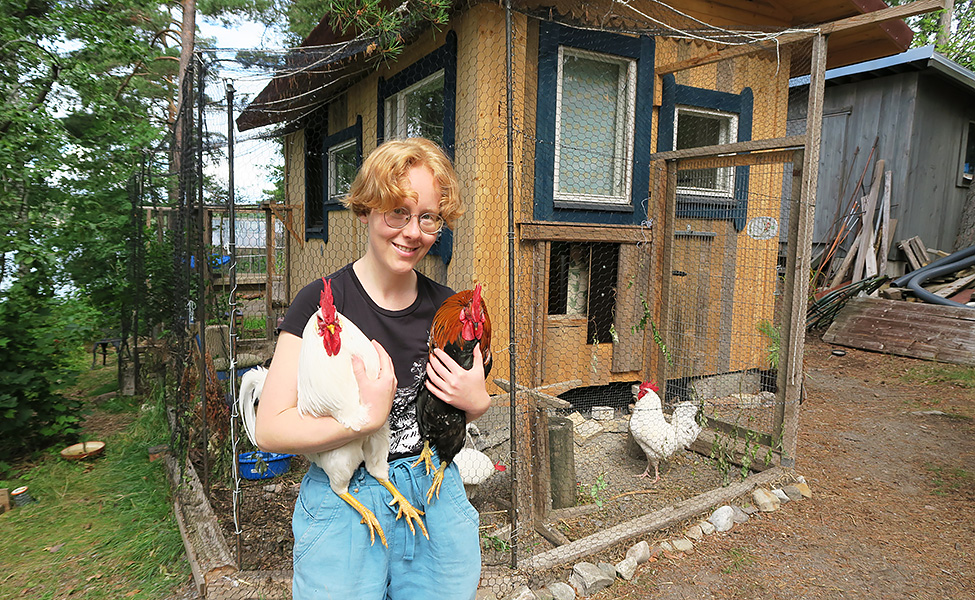 Helinä Ääri byggde ett hönshus tillsammans med sin mamma. Just nu bor där fyra tuppar.