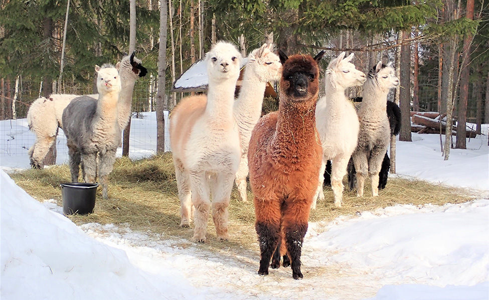 Många alpackor står på en snöig gård.