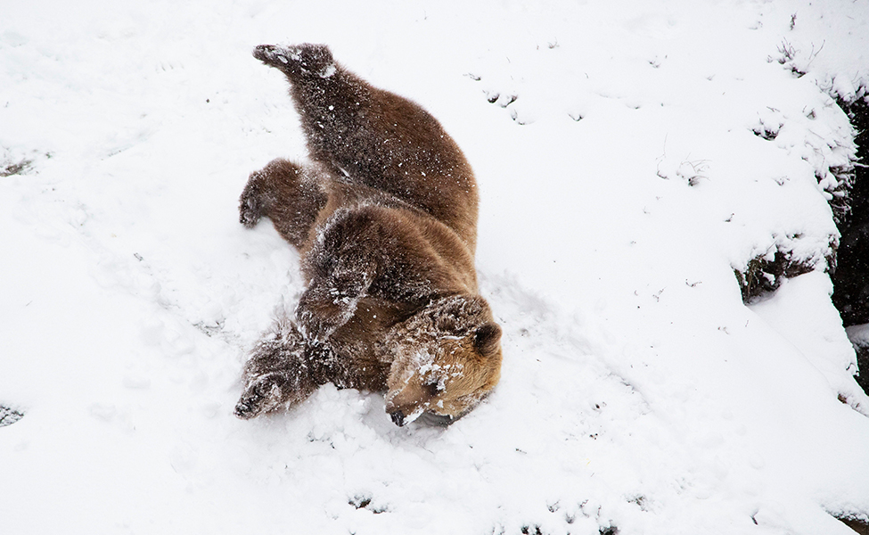 En brunbjörn ligger i snön.
