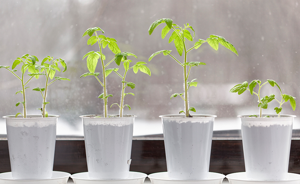 Tomatplantor kan först växa inne och sedan flyttas ut på balkongen.