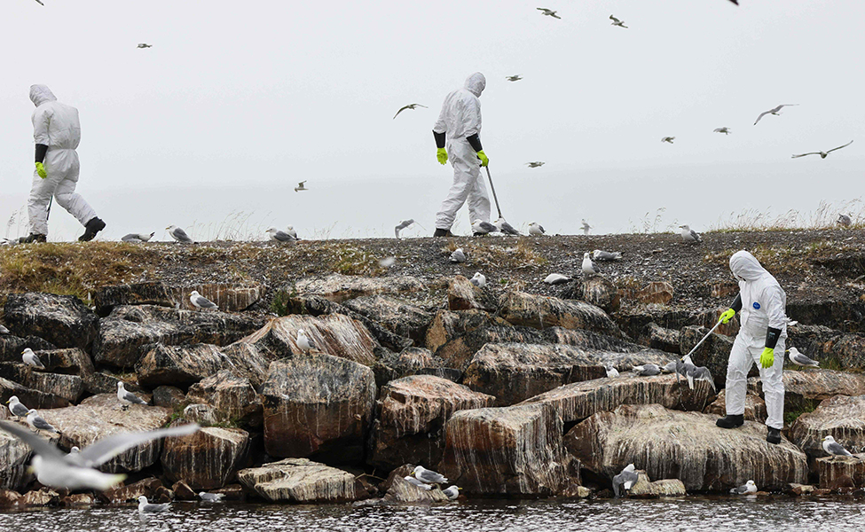 I norra Norge här väldigt många fåglar dött av fågelinfluensa. Människor samlar ihop döda fåglar på en strand.