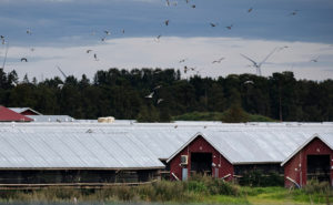 pälsfarm med fåglar