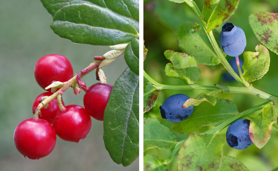 I skogen växer röda lingon och blåbär.