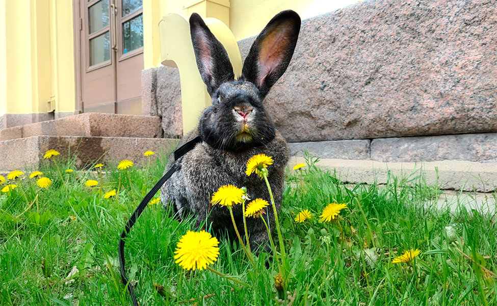 Kaninen Hela i gräset.