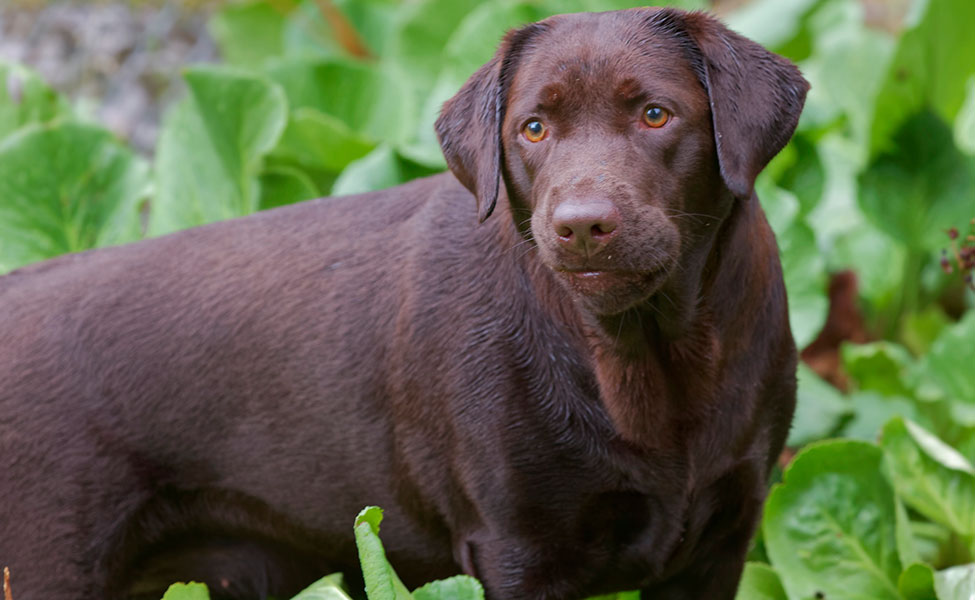 Labrador retriever är en populär hundras.