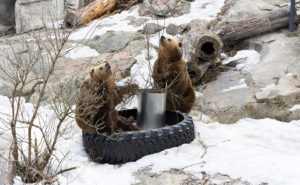 Två björnar som snusar på några kvistar i en djurpark. Det finns ännu lite snö kvar på marken.