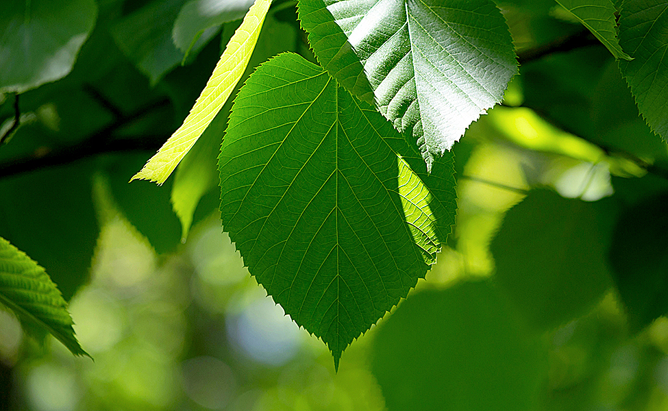 Bild av gröna lindlöv.
