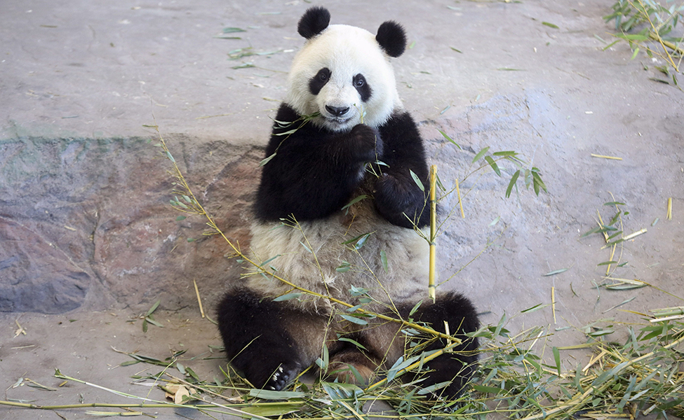 Pandan Lumi äter bambu i djurparken Ähtäri. 