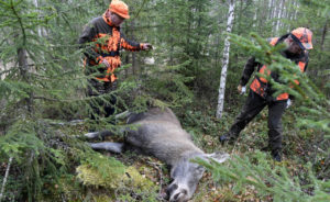 jägare i skogen med död älg.