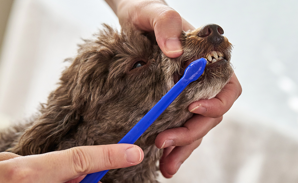 hund får tänderna borstade