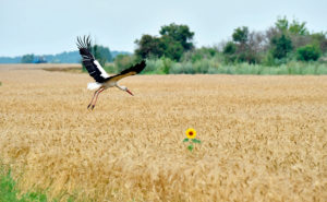 stork på veteåker