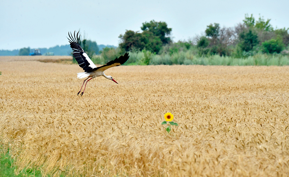 stork på veteåker