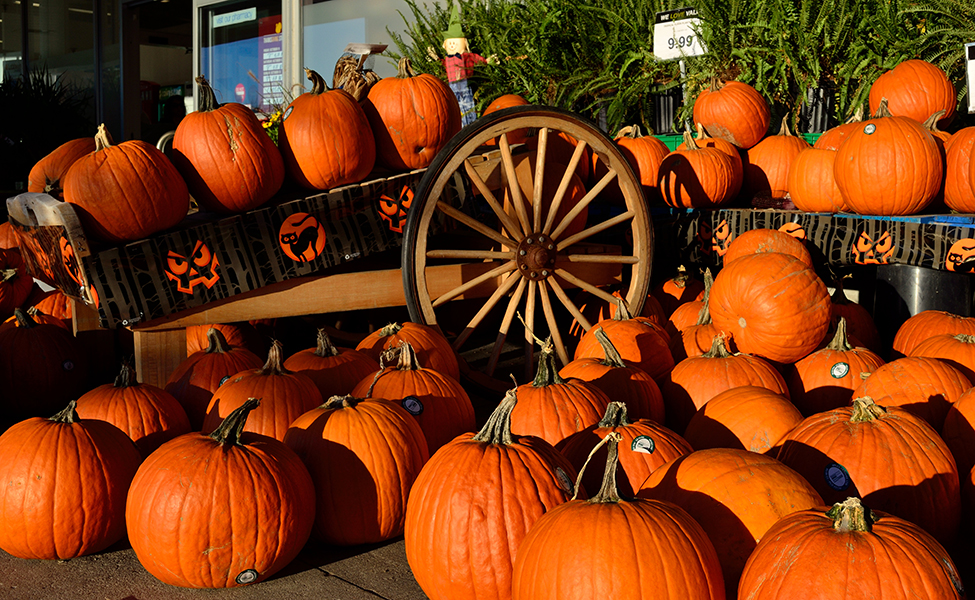 många orangea pumpor