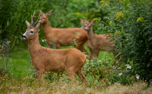 Fyra rådjur i naturen. En bock, en vuxen rådjursget och två unga rådjur.