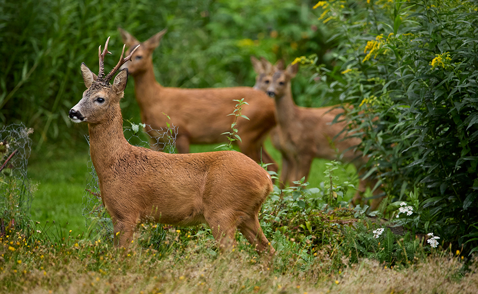 Fyra rådjur i naturen. En bock, en vuxen rådjursget och två unga rådjur.