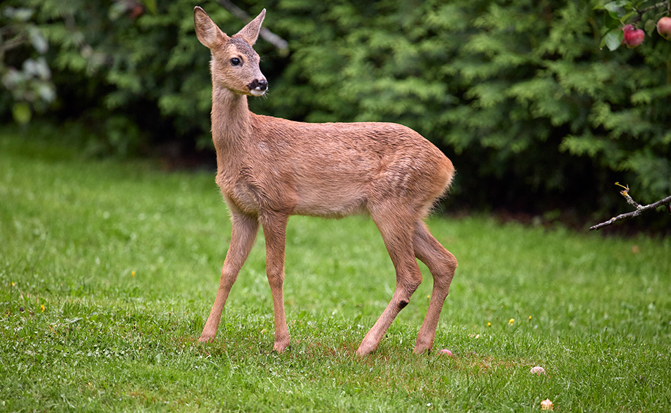 Ett ungt rådjur på en grön gräsmatta.