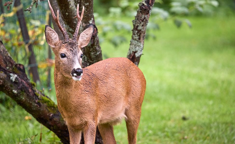 En råbock, alltså rådjurshane med två taggar på hornen.