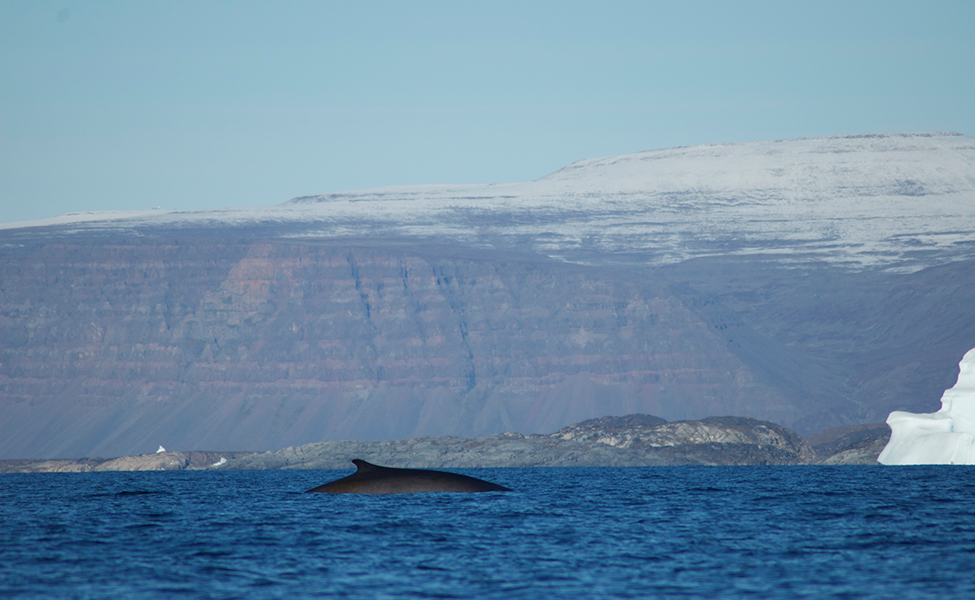 ryggen av en sillval