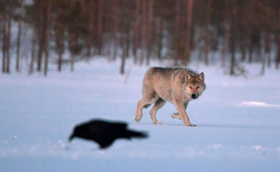 Varg i snön