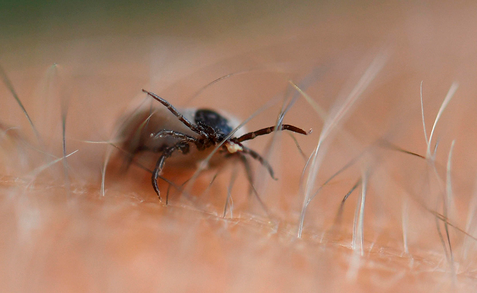fästing klättrar på huden