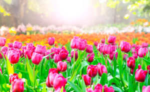 blommande tulpaner