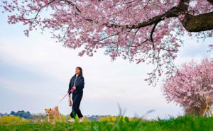 blommande körsbärsträd