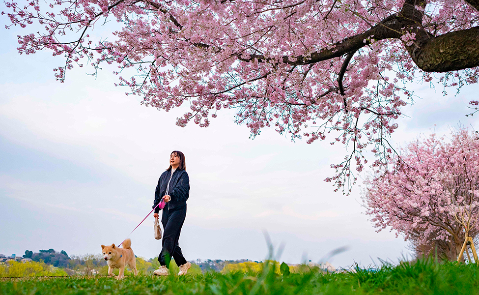 blommande körsbärsträd