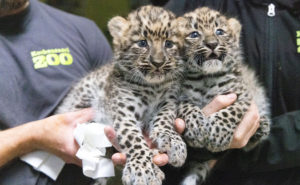 amurleopardungar
